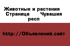  Животные и растения - Страница 11 . Чувашия респ.